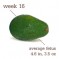 Week 16 – My Little Avocado