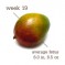 Week 19: My Little Mango!