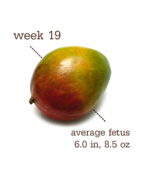 Week 19 - Mango